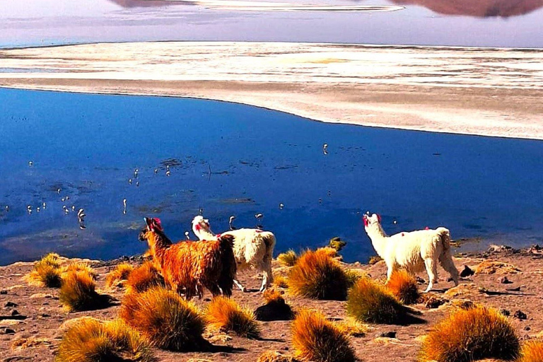 From Cusco: Full 6-Day Sightseeing Tour to the Uyuni Salt Flats - San Pedro de Atacama From Cusco: Complete Tour to Salar de Uyuni - San Pedro de Atacama 6 days