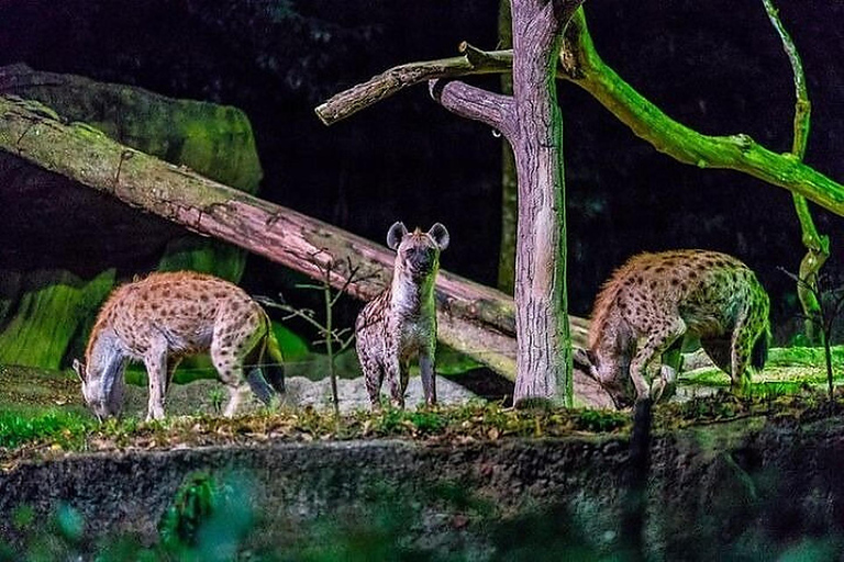 Night Safari Entry Ticket with Show