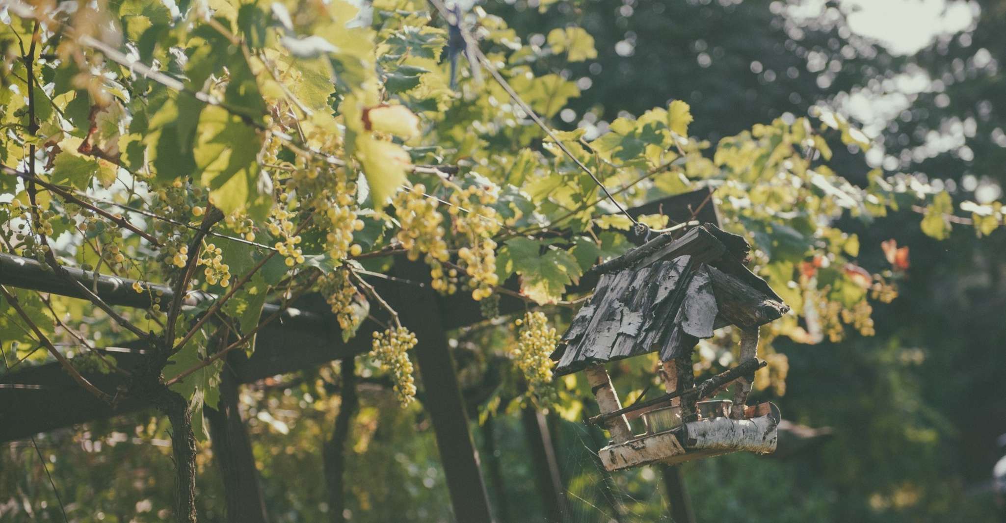 Modra, Dégustation de vins privés dans une cave familiale - Hizvo