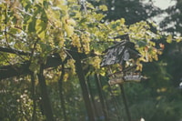 Modra, Family-Operated Winery'de Özel Şarap Tadımı - Hizvo