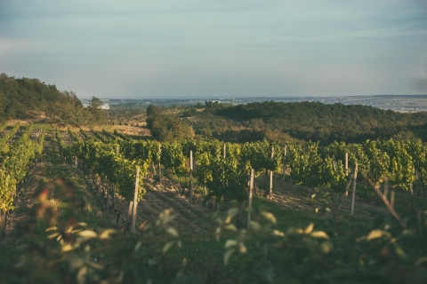 Modra: Private Weinverkostung im familiengeführten Weingut