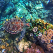 Apo Island Snorkel with Sea Turtles — photo 2