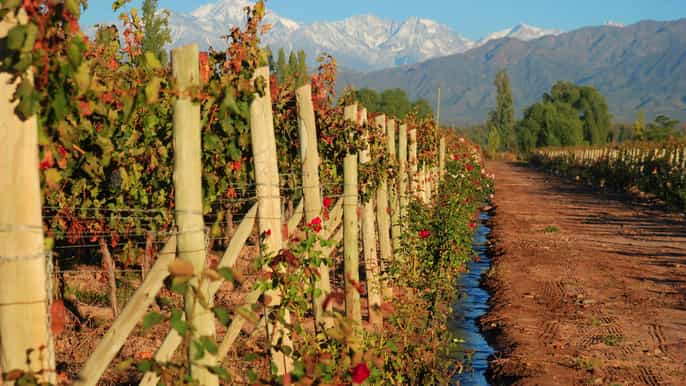 mendoza excursão vinhos cervejas e destilados