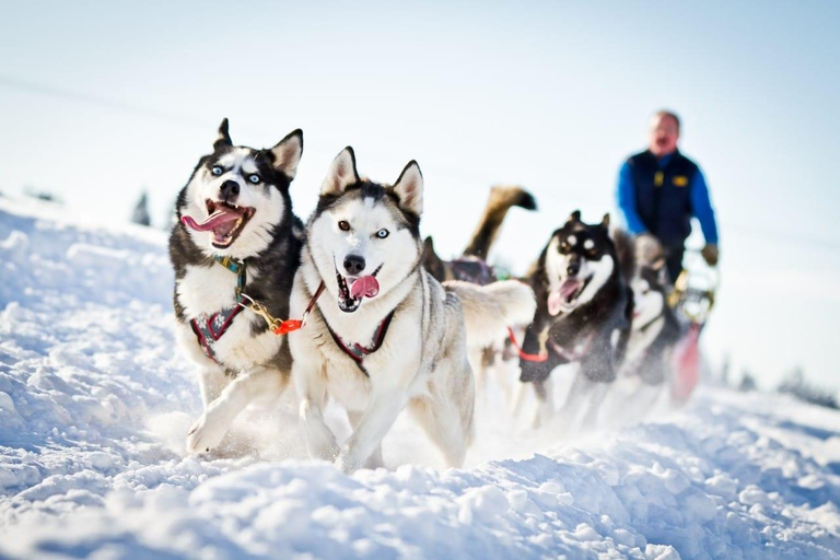 Tour Combo\Husky e giro in slitta con le renne a Levi