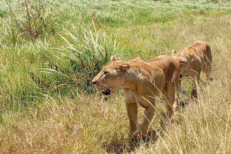 Nairobi: Amboseli National Park and Maasai Village Day Trip