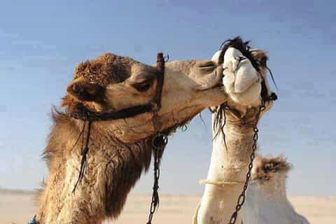 Hurghada: Super Safari, ATV, Bedouin Village & BBQ Dinner