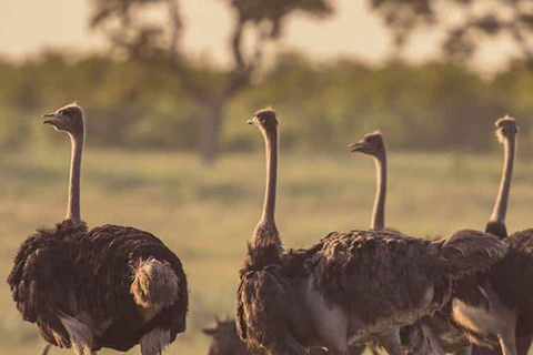 Nairobi:1 Day Ol Pejeta Excursion with guide and transfer
