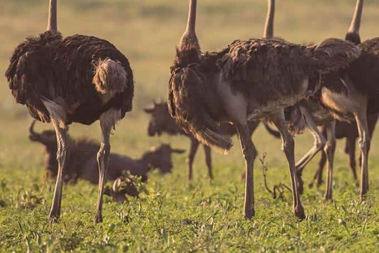 Nairobi:1 Day Ol Pejeta Excursion with guide and transfer