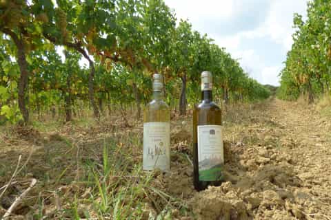 Azienda Agricola San Quirico: Traditional Winery Tour