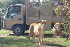 De Joanesburgo: Excursão de Meio Dia ao Lion Park