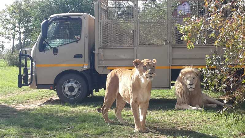 Lion & Safari Park: tour di mezza giornata da Johannesburg