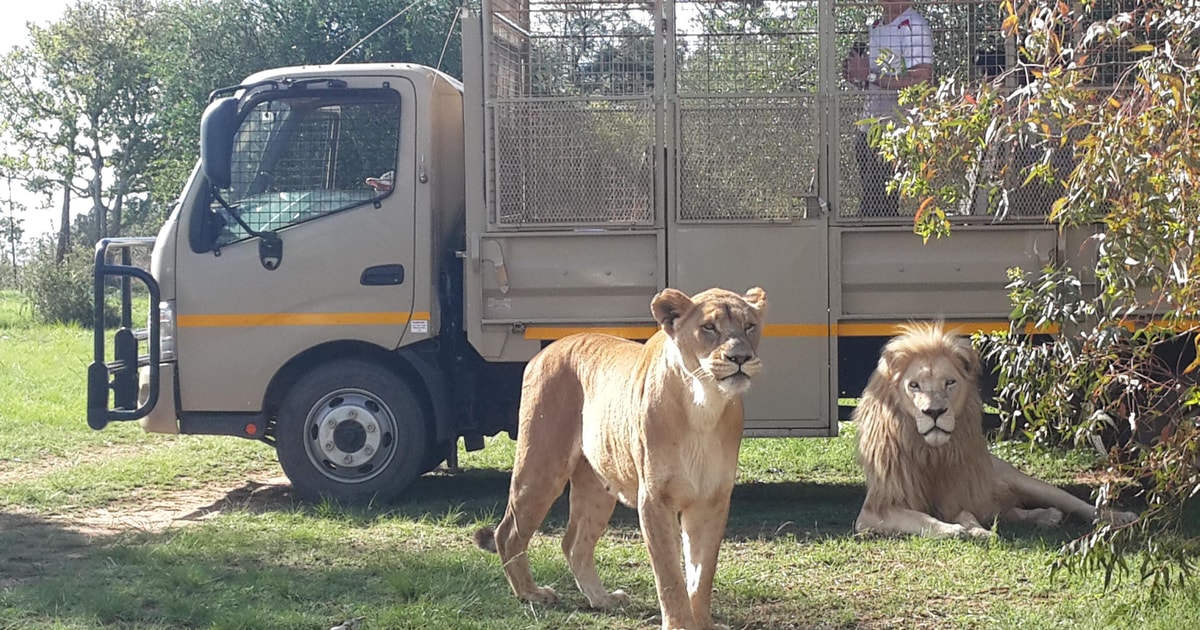 lion safari park timings