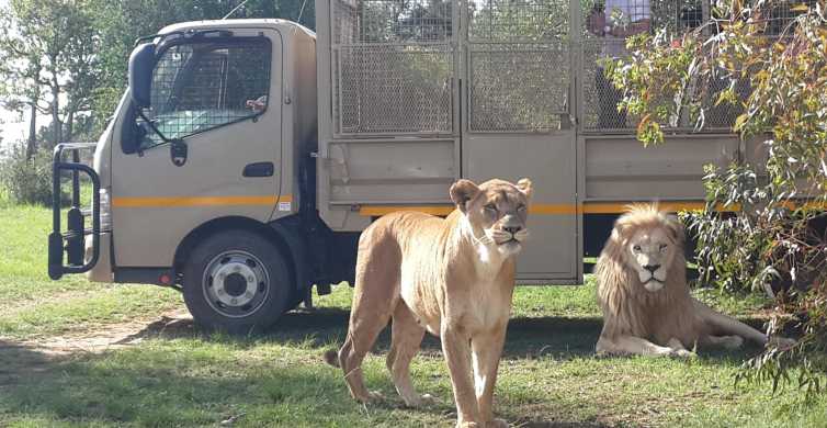 lion and safari park tickets