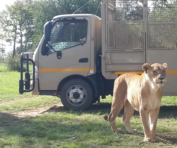 From Johannesburg: Lion & Safari Park Half-Day Tour