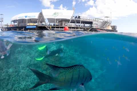 Airlie Beach: Outer Great Barrier Reef ReefWorld Pontoon