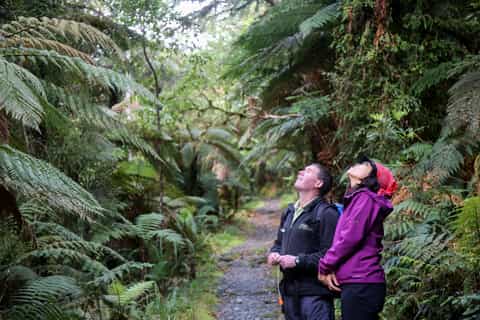 Milford Sound Return Flights, Hike & Cruise from Queenstown