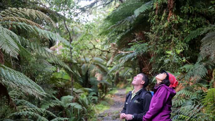 milford sound return flights hike cruise from queenstown