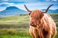 Isle of Skye & The Highlands, 3-Day Guided Tour from Glasgow - Housity
