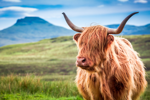 Eiland Skye & Hooglanden: 3-daagse rondleiding van GlasgowTweepersoonskamer met eigen badkamer