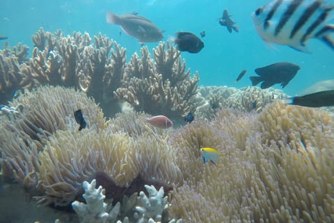 Snorkeling Cham Island: Snorkeling Tour by Speed Boat