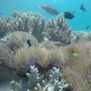 Snorkeling Cham Island: Snorkeling Tour by Speed Boat