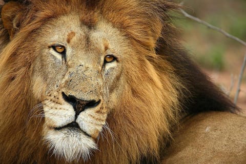 Cape Town: Big 5 Game Drive Safari with Breakfast & Lunch