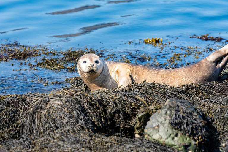 Tour per piccoli gruppi della penisola di Snaefellsnes e di KirkjufellPenisola di Snaefellsnes e Kirkjufell: tour piccoli gruppi