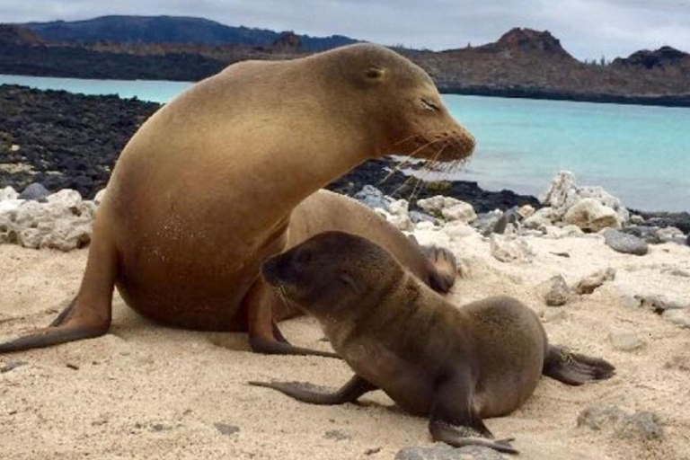 From Baltra Island: Galápagos Islands 5-Day Nature Tour Standard Class Hotel Accommodation