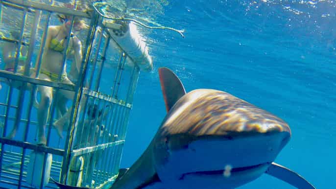 oahu mergulho c/ tubarões na costa norte 2 horas