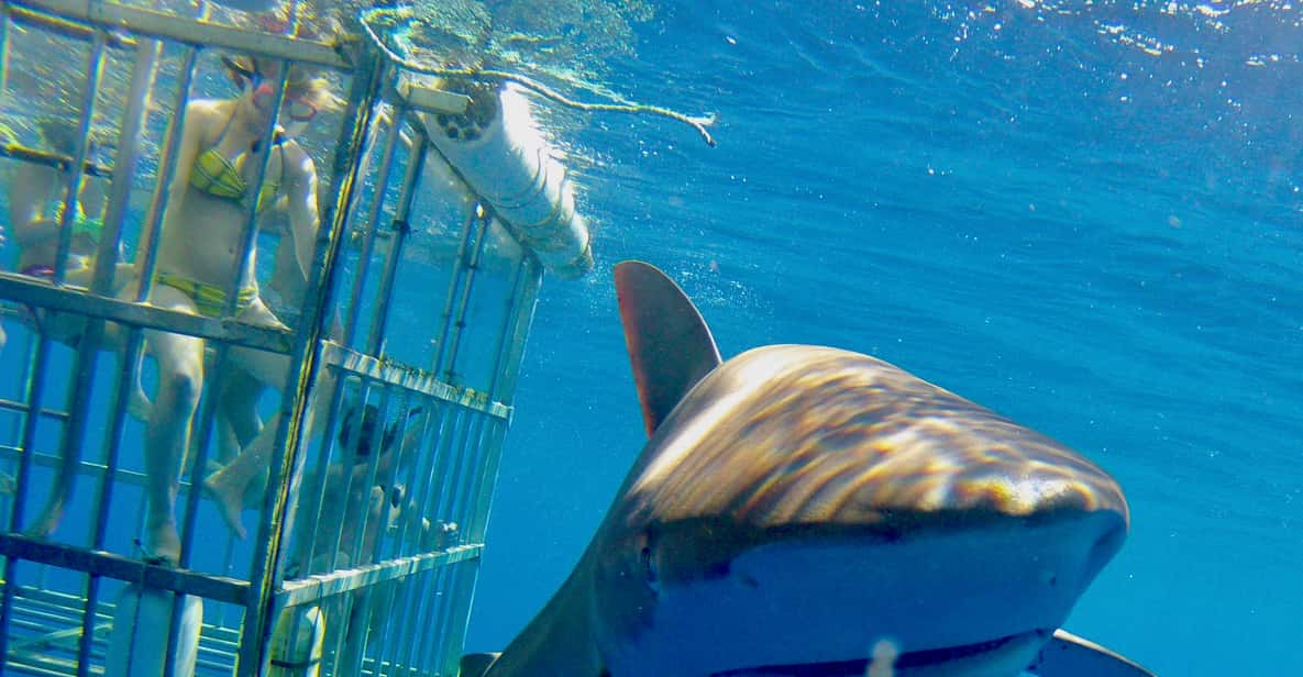 Oahu: Incredible 2-Hour Shark Dive on the North Shore