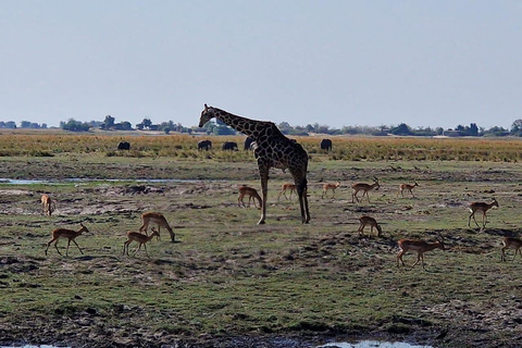 Livingstone: Game Drive & Cultural Tour Game viewing and Rhino walk in the Mosi oa Tunya park