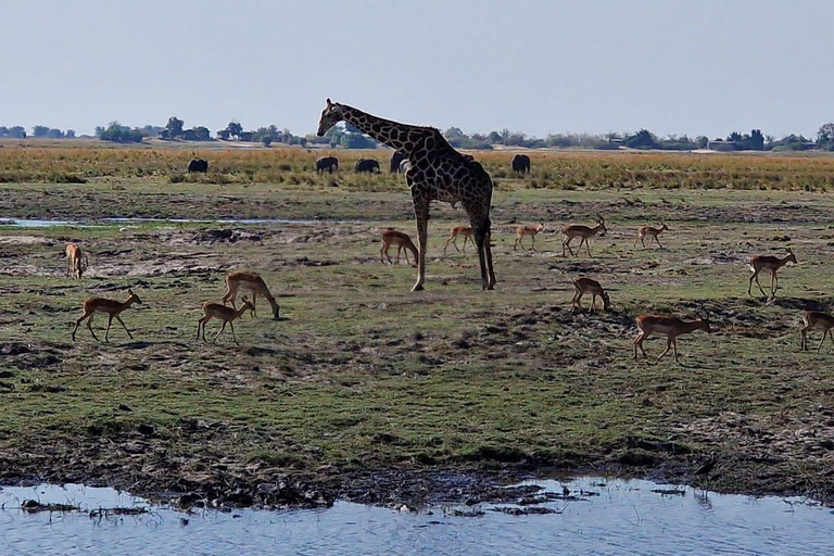 Livingstone: Game Drive & Cultural Tour Game viewing and Rhino walk in the Mosi oa Tunya park