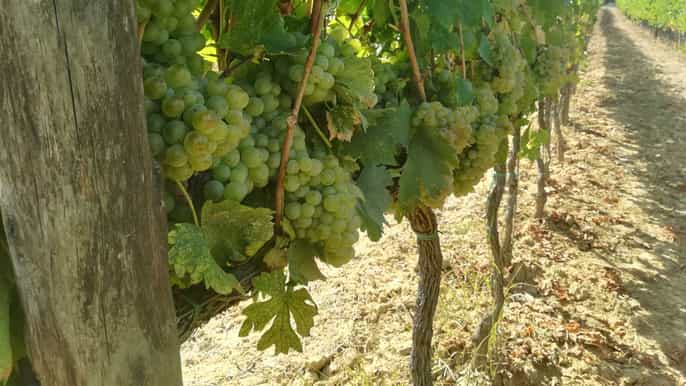azienda agricola san quirico maxi wine tour
