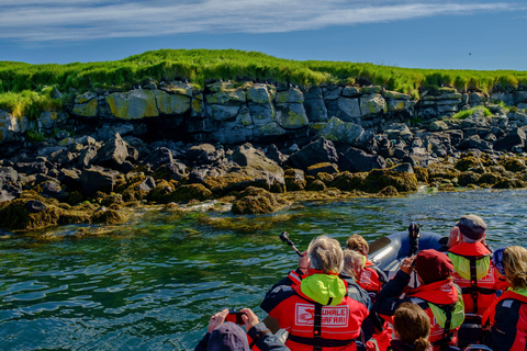 Reykjavik: Puffin Watching Tour