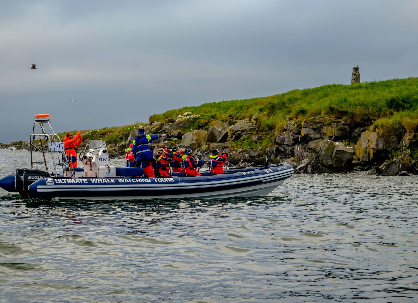 Reykjavik: Tur for at se lundefugle