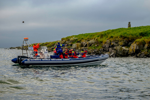 Reykjavik: Papageitaucher-Beobachtung