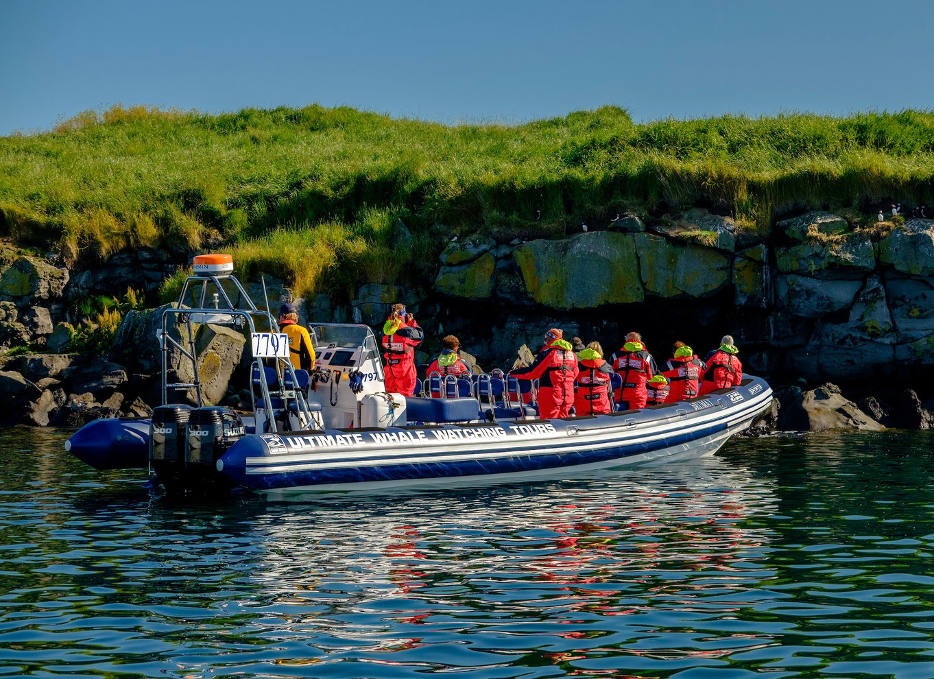 Reykjavik: Tur for at se lundefugle