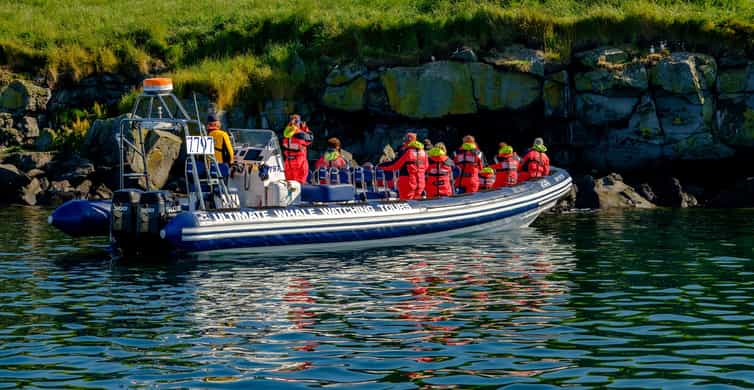 Reykjavik: Puffin Watching Tour