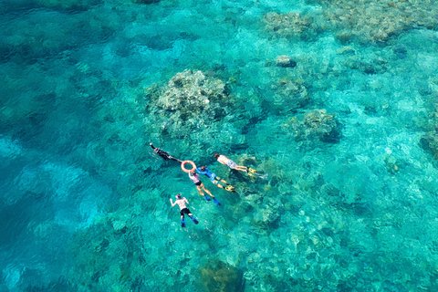 Vanuit Cairns: Snorkelen of duiken in het Groot Barrièrerif2 gecertificeerde duiken met lunch