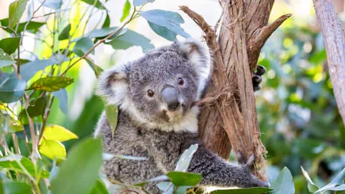 zoo wild life sydney