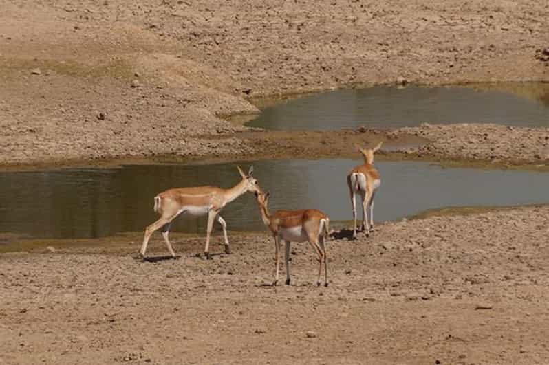 Bishnoi Village Safari Private Half Day Tour
