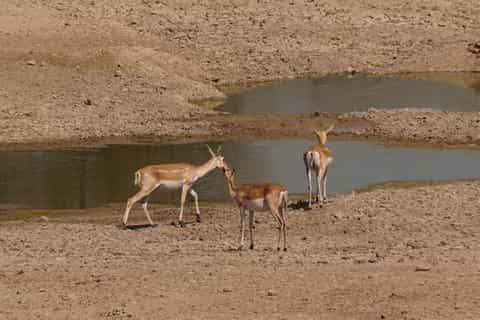 Bishnoi Village Safari Private Half Day Tour