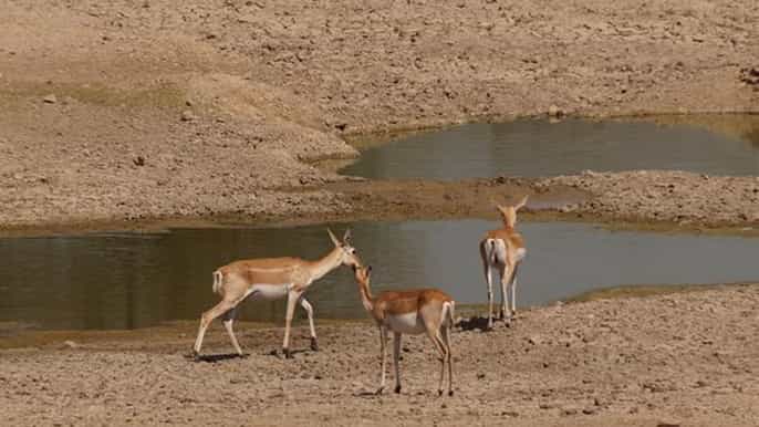 bishnoi village safari tour privado de medio día