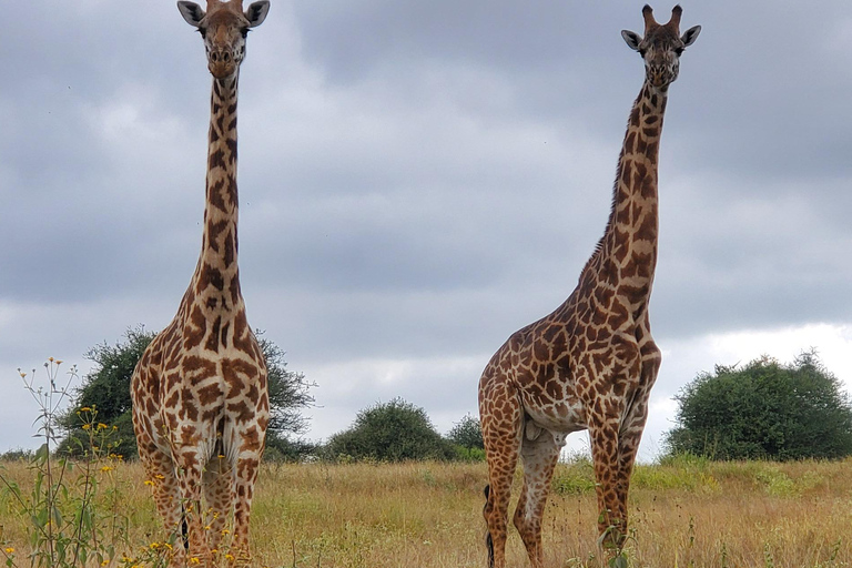 Nairobi National Park: Game Drive Tour Nairobi National Park: Game Drive Tour