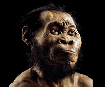 Cradle of Humankind and Sterkfontein Caves Half-Day Tour