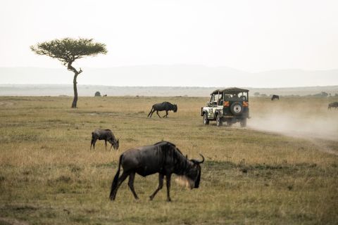 Johannesburg : safari dans la réserve de Pilanesberg
