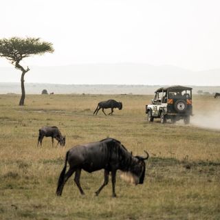 Ab Johannesburg: Safari im Nationalpark Pilanesberg