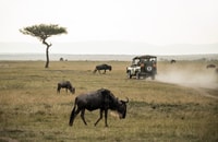 Da Johannesburg, Riserva Naturale di Pilanesberg Gioco Safari - Hizvo
