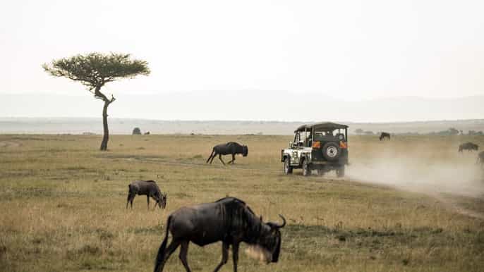 joanesburgo safári no parque nacional de pilanesberg 1 dia