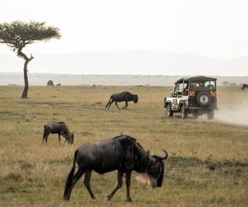 Parco nazionale di Pilanesberg: safari da Johannesburg